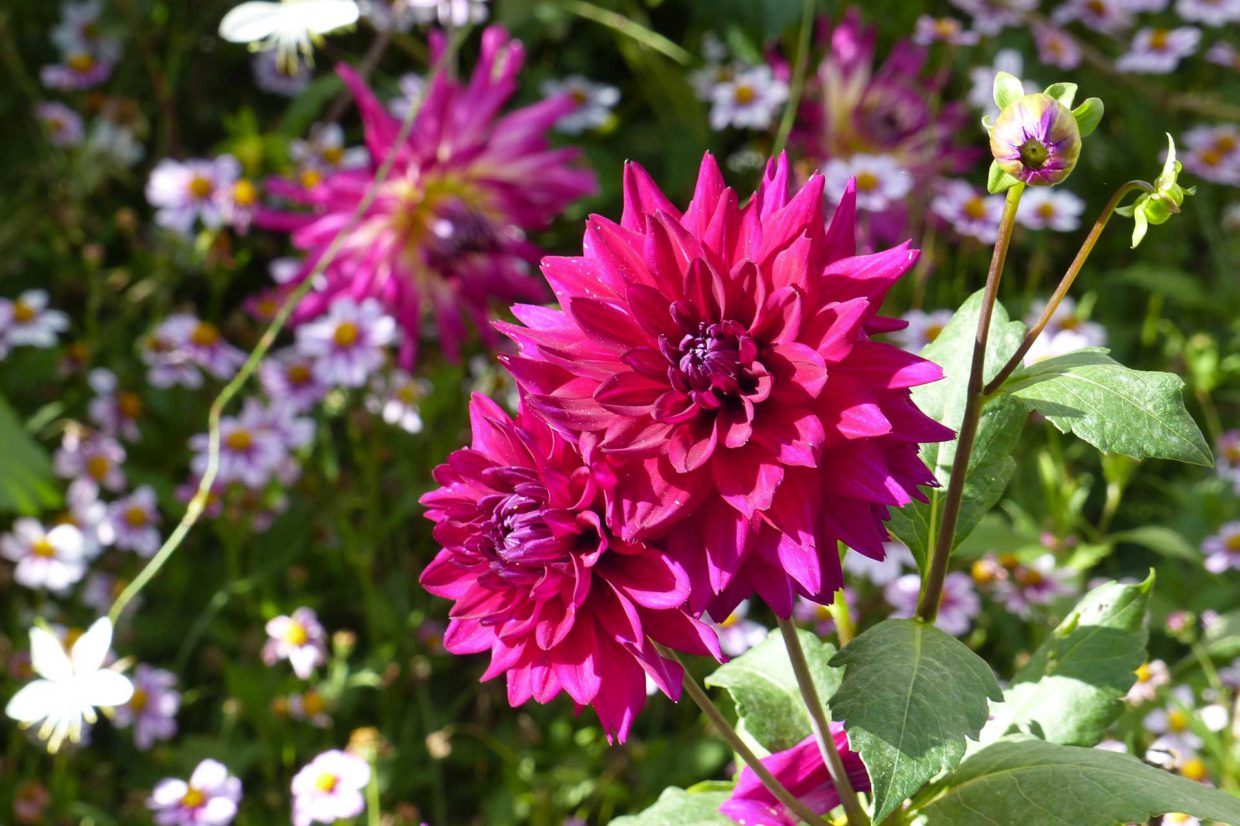 boutique-jardin et objets de décoration à Angers