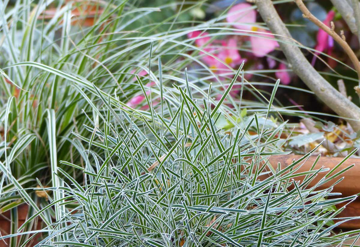 Magasin de plantes à Angers 49