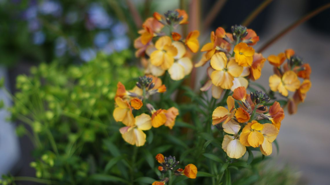 giroflee et euphorbe : réussir l'aménagement d'un petit jardin