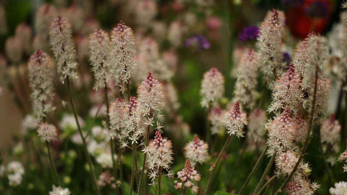 tiarella