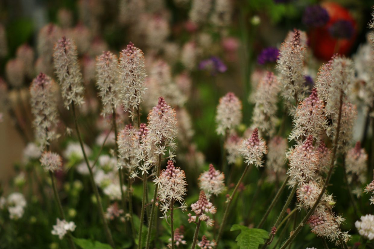 tiarella