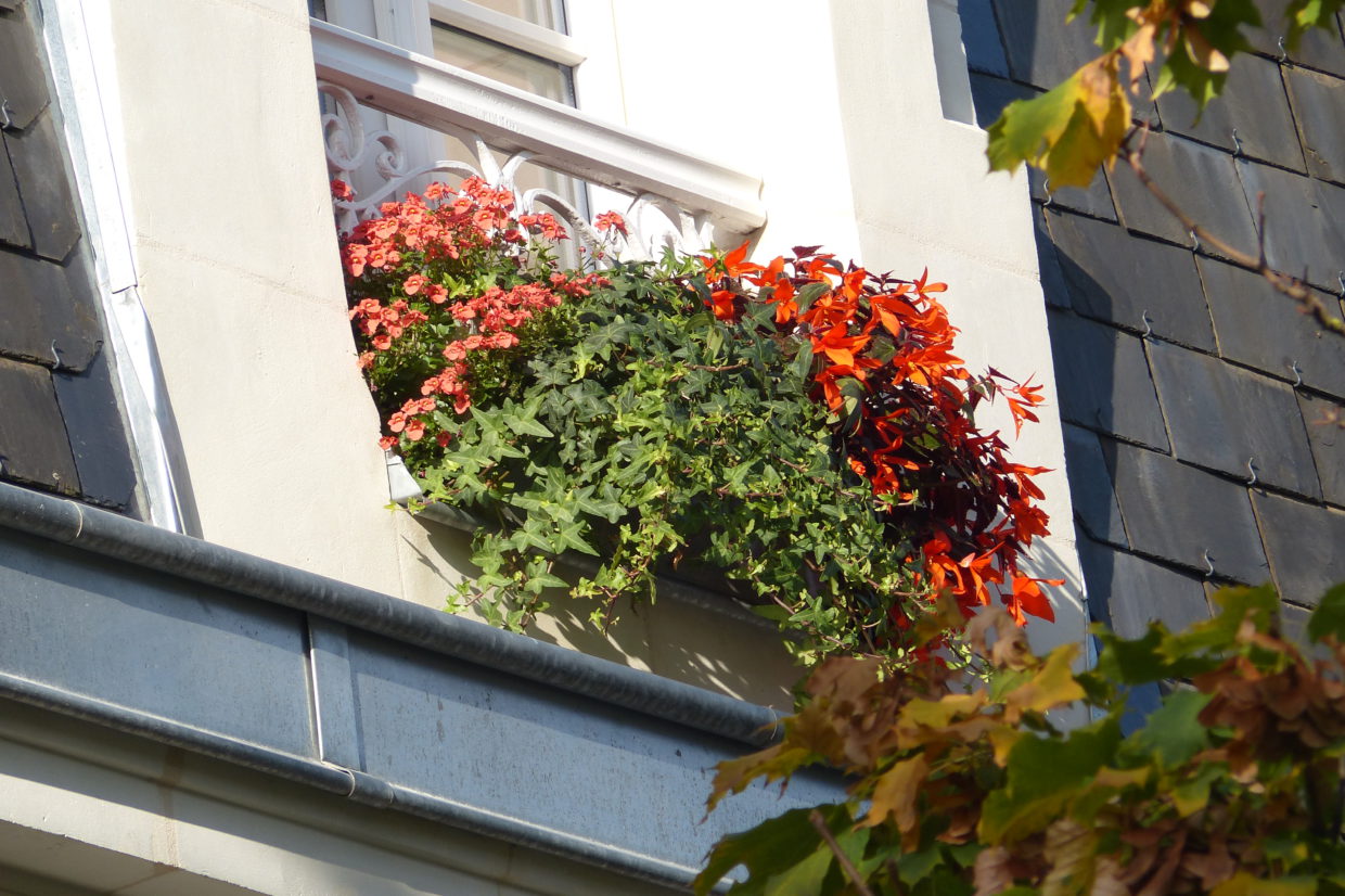 Jardinière estivale sur un rebord de fenêtre par Hortelli