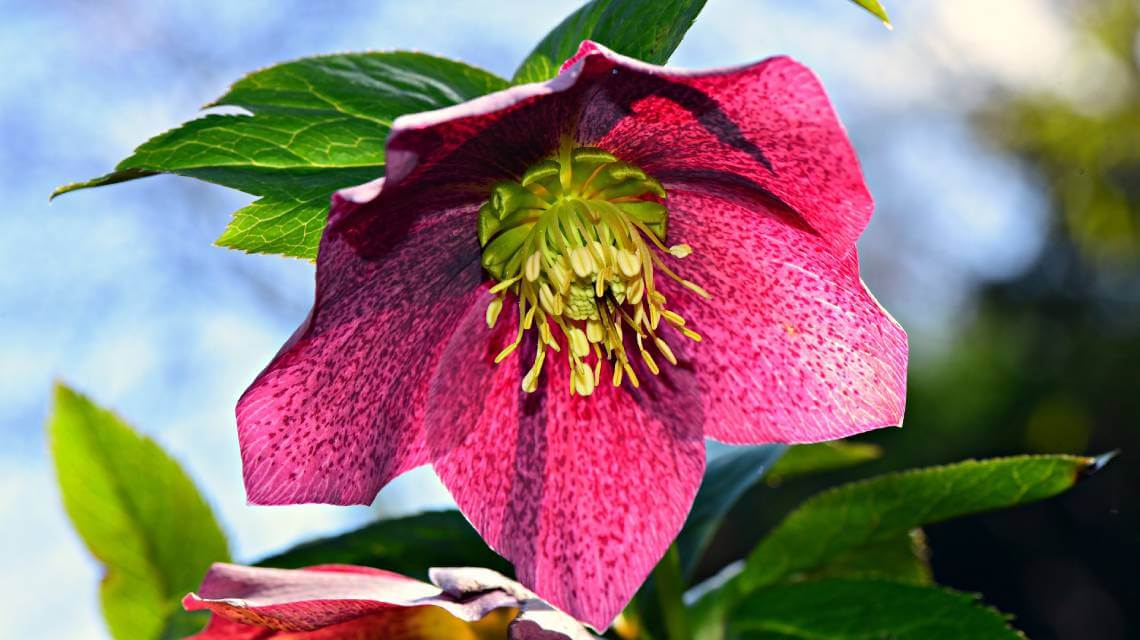 Helleborus niger en fleur