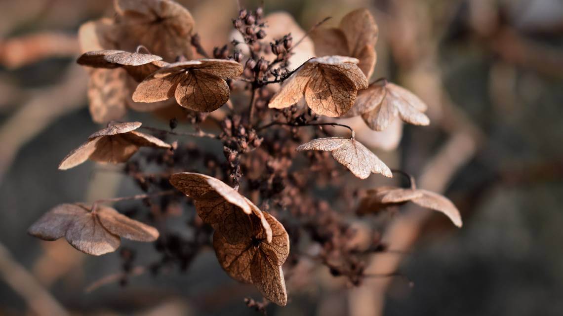 Inflorescence seche d'hortensia