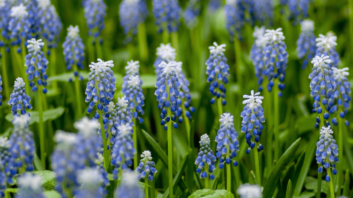 Sources d'inspiration au jardin pour le printemps