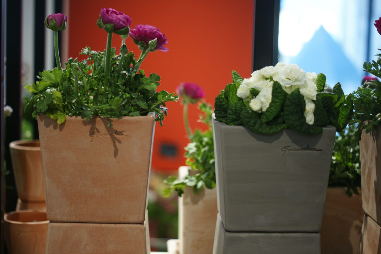 De délicates fleurs printanières dans des pots en terre cuite