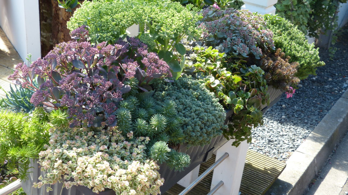 Optez pour des jardinières 100% sedum