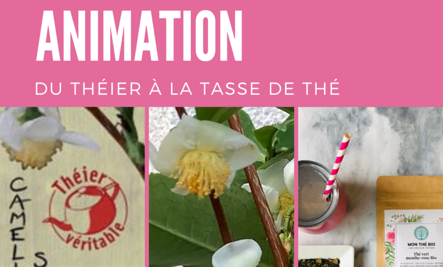 animation : théier de l'arbuste à la tasse