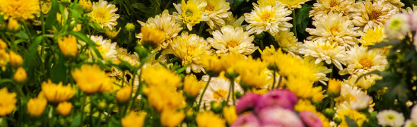 Chrysanthèmes