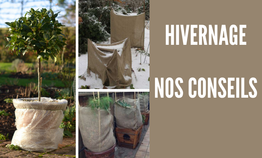 Voile d'Hivernage - Protéger ses Plantes ou Arbustes en Hiver !