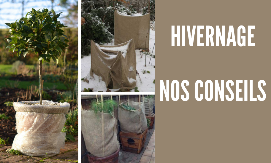 L'hivernage des plantes en pot