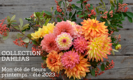 Collection de dahlias chez Hortelli