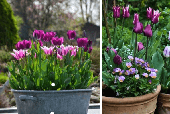 Potées fleuries de bulbes de printemps