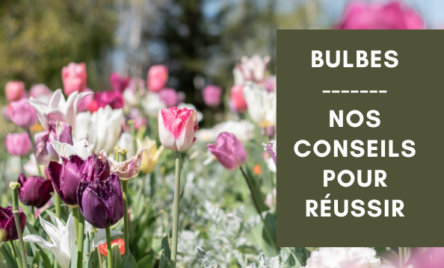 Hortelli Angers vous conseille pour planter vos bulbes à floraison printanière