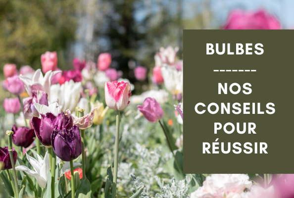 Hortelli Angers vous conseille pour planter vos bulbes à floraison printanière