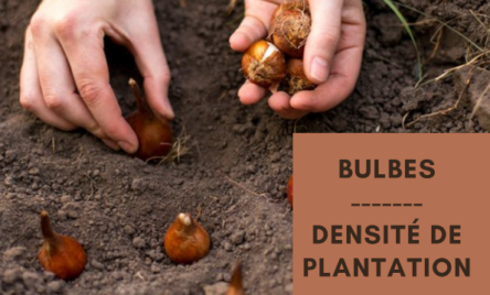Bulbes de printemps : conseils sur la densité de plantation