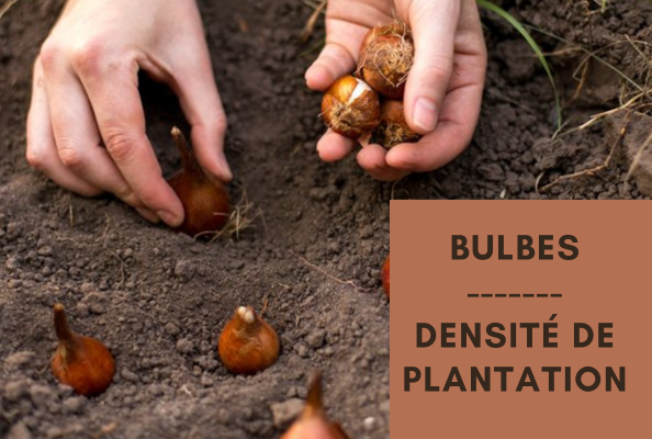 Bulbes de printemps : conseils sur la densité de plantation