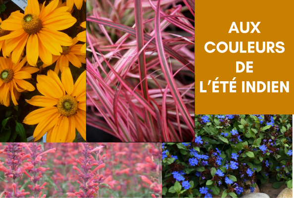 Plantes colorées pour l'arrière saison