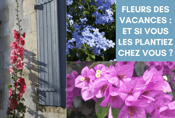 Sélection des fleurs de vos vacances