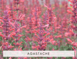 Agastache : vivace et colorée