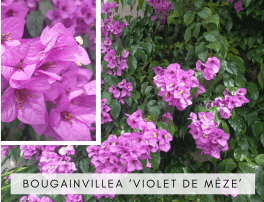 Bougainvillea Violet de Mèze