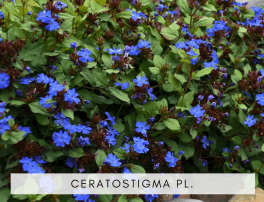 Ceratostigma plumbaginoides
