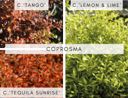 Coprosma, arbustes persistants