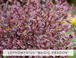 Lophomyrtus 'Magic Dragon'
