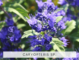 Caryopteris clandonensis
