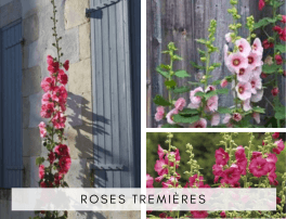 Rose tremière