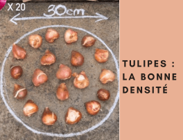 Plantation des bulbes de tulipes