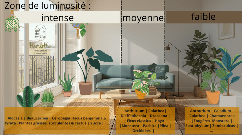 Plantes vertes : le bon emplacement