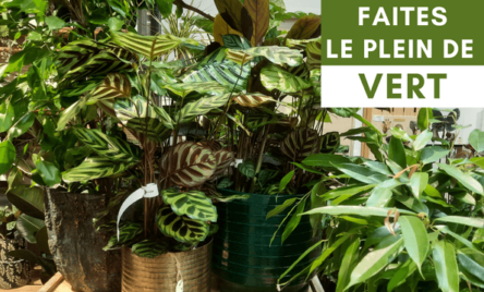 Septembre : plantes vertes