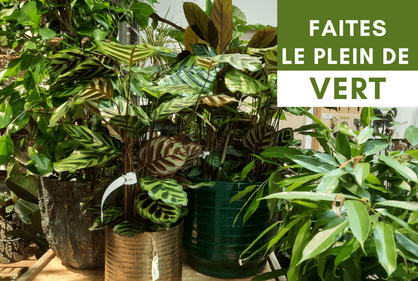 Septembre : plantes vertes