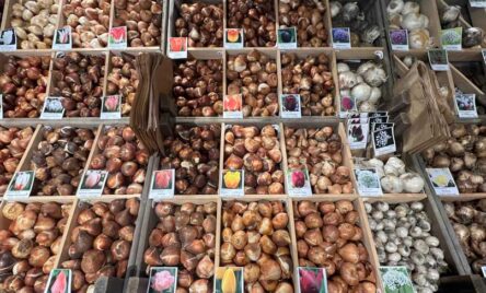 bar a bulbes et bulbes naturalisables chez Hortelli