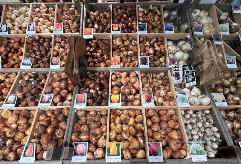 bar a bulbes et bulbes naturalisables chez Hortelli
