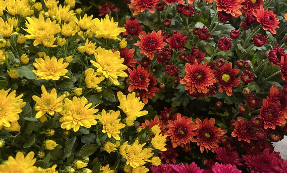 Sélections de Chrysanthèmes durant la Toussaint