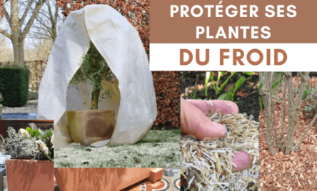 Protéger ses plantes du froid