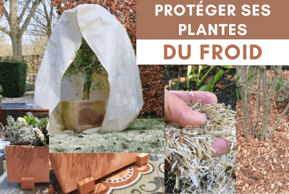 Protéger ses plantes du froid