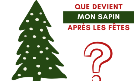 sapin-apres-fetes